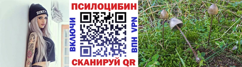 закладка  Зима  Псилоцибиновые грибы MAGIC MUSHROOMS 